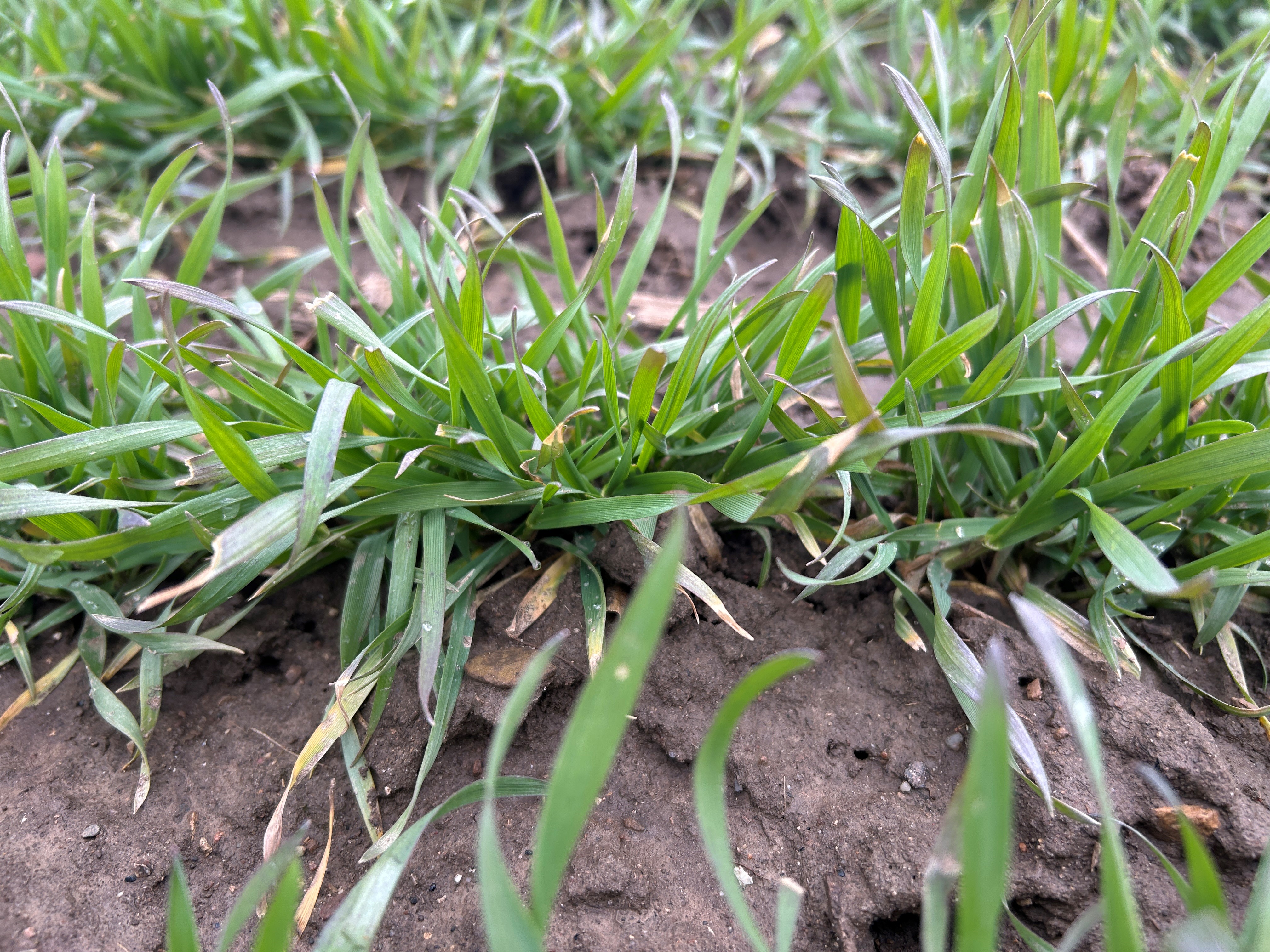 wheat plants in early stages of growth